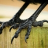 Crows_Toes