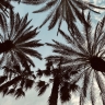 PalmBeach